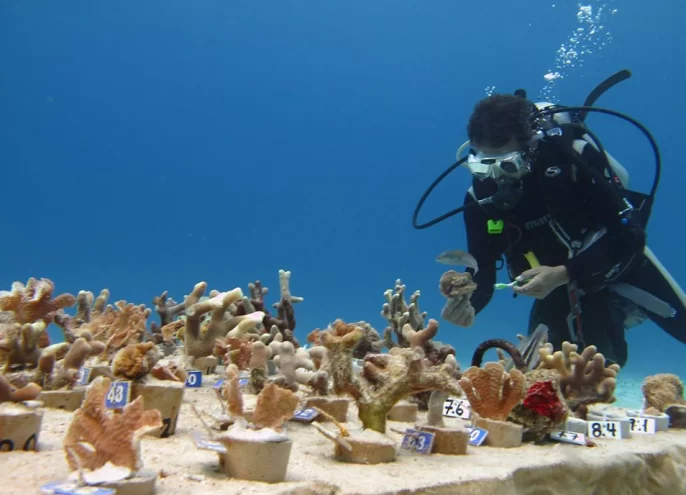 scuba diver looking at coral platform