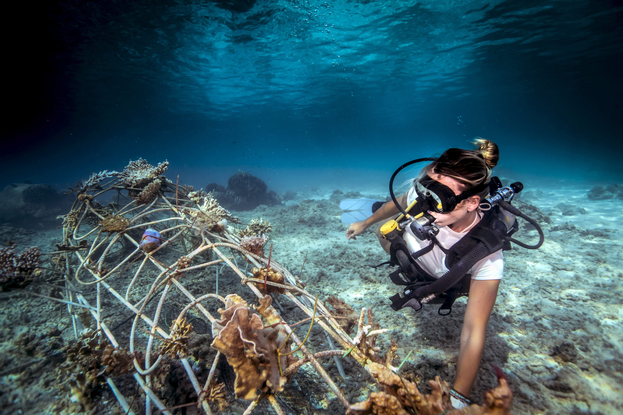 coral reef restoration project in cozumel