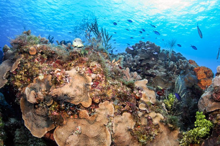 corals on Cozumel reef