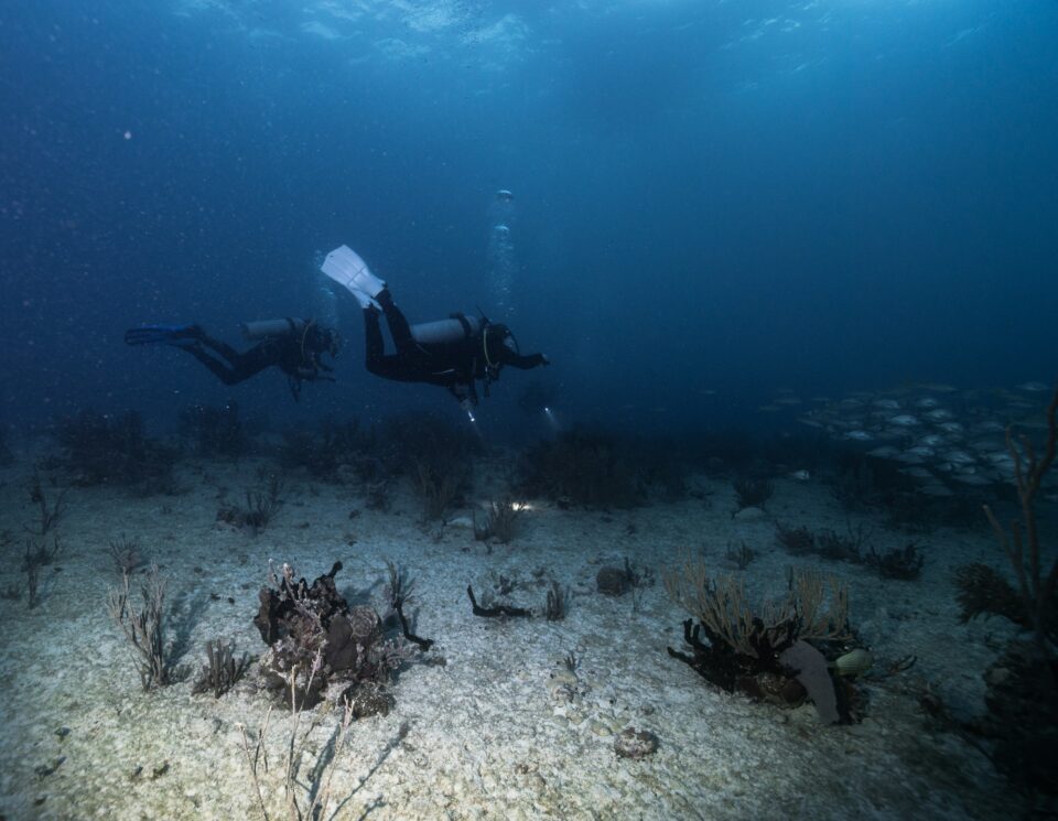 two divers doing night dive