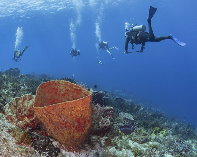 scuba divers on villa blanca reef in cozumel
