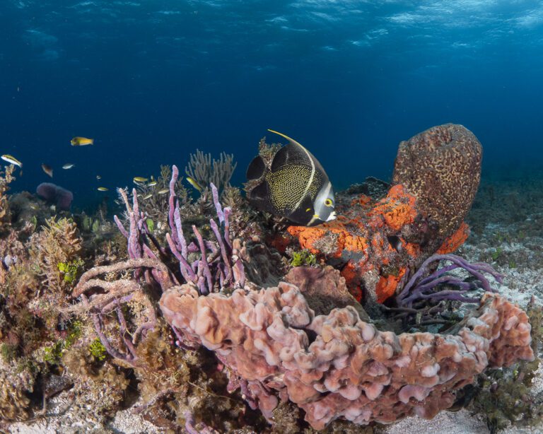 French Angelfish on Cozumel reef