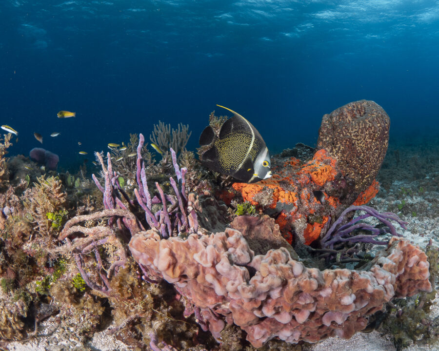 coral reefs