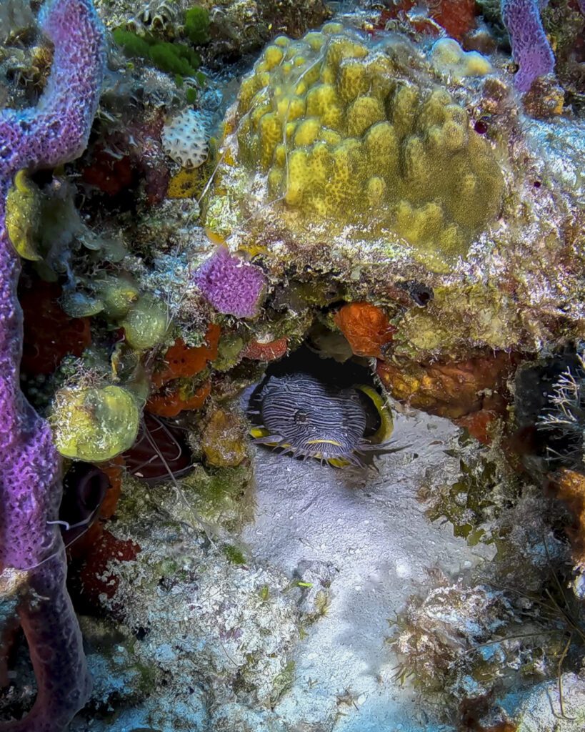 splendid toadfish in Cozumel