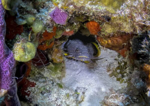 splendid toadfish in Cozumel