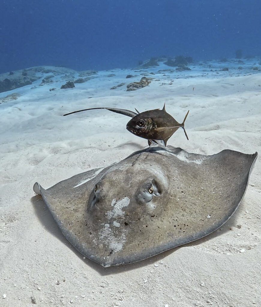 southern stingray with black jackfish