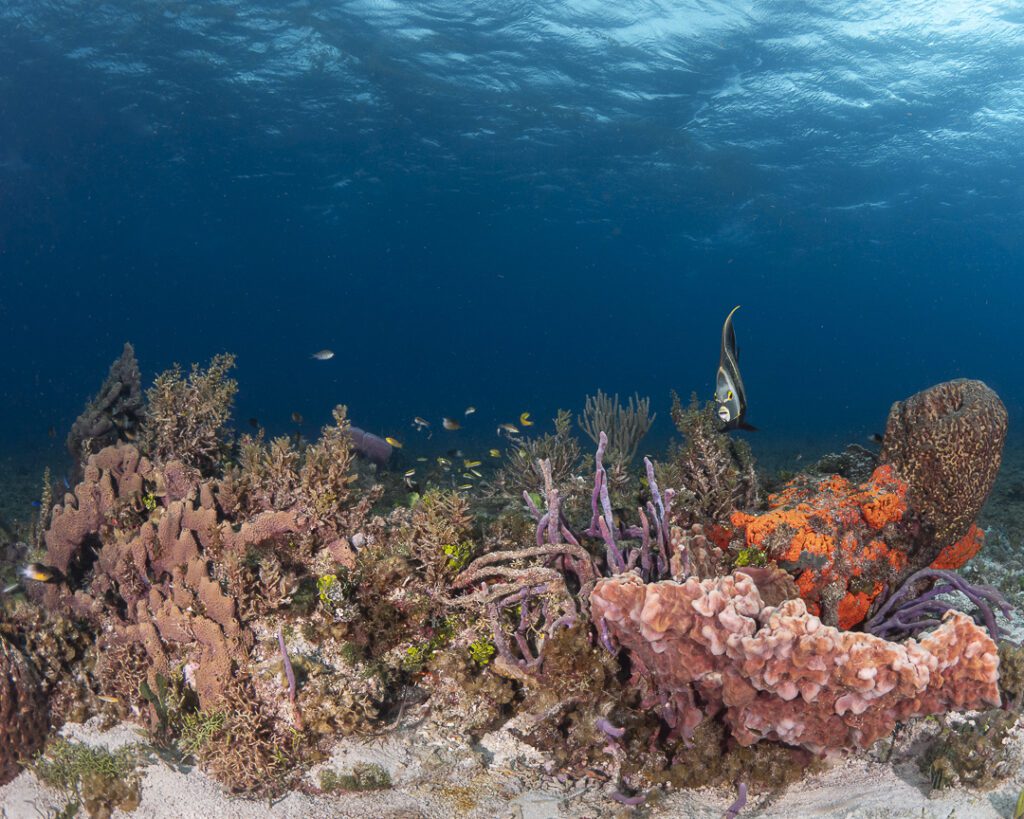 diving in cozumel