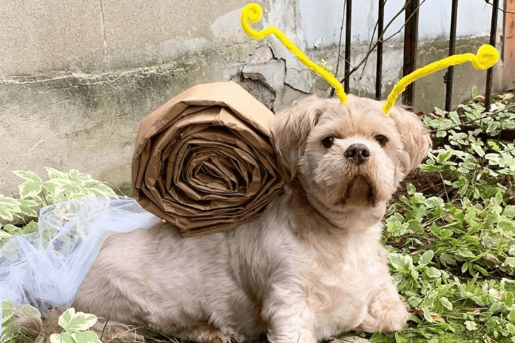 eco-friendly pet costume