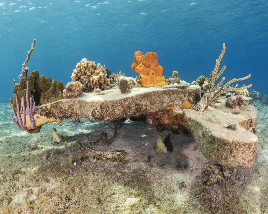 Coral Reef Platform at Sand Dollar Sports