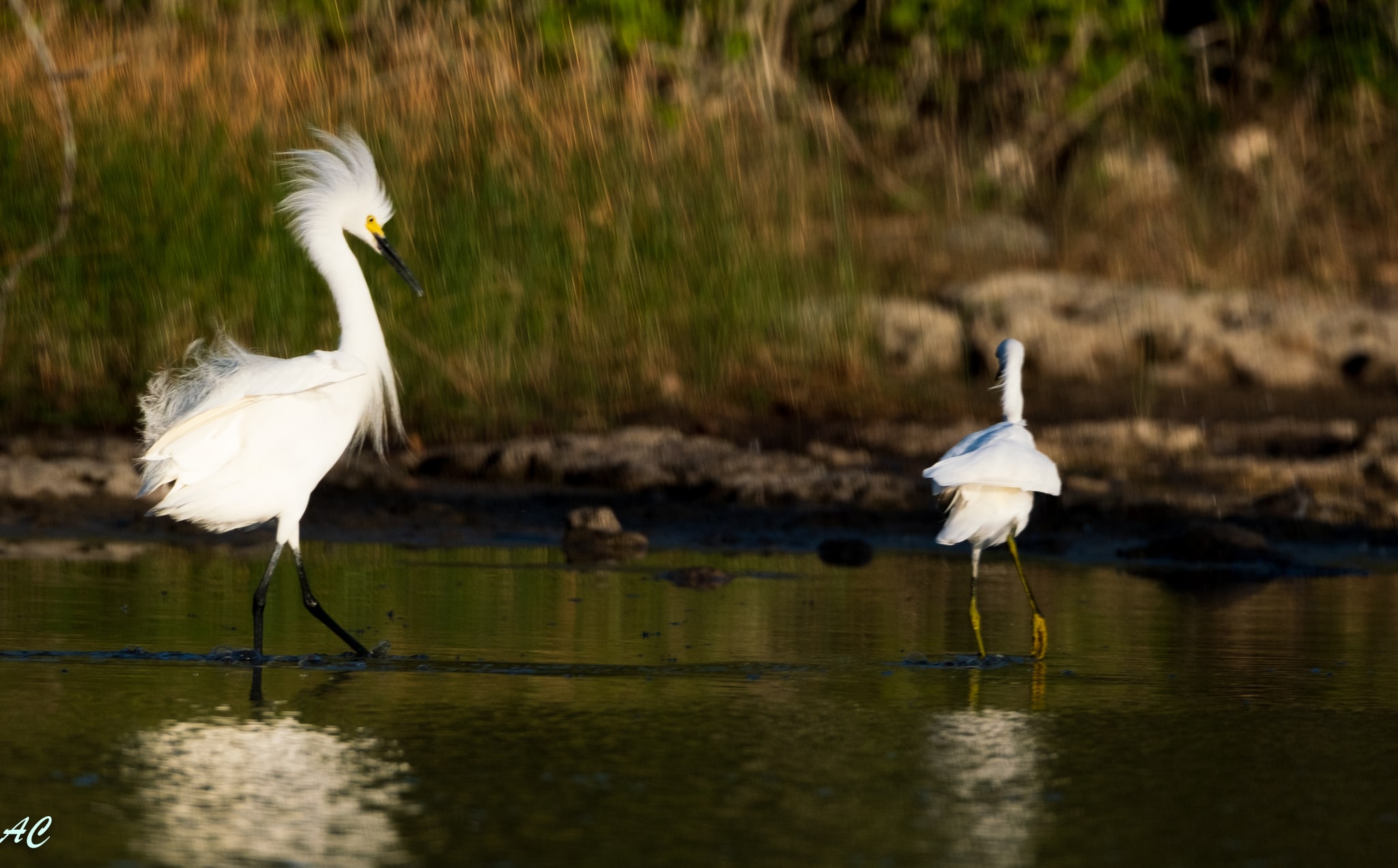 Cozumel bird watching tour