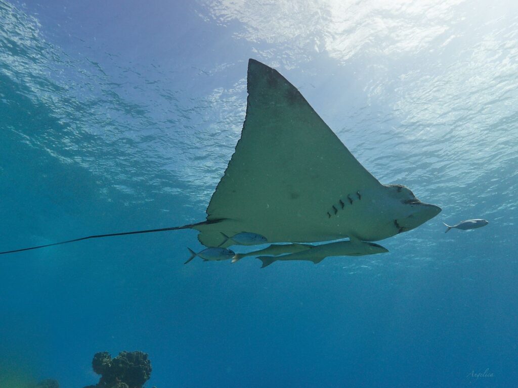 Eagle Ray