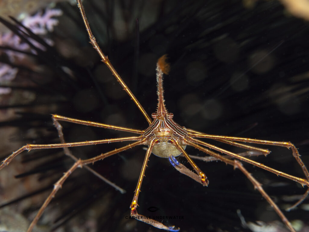 cozumel underwater images