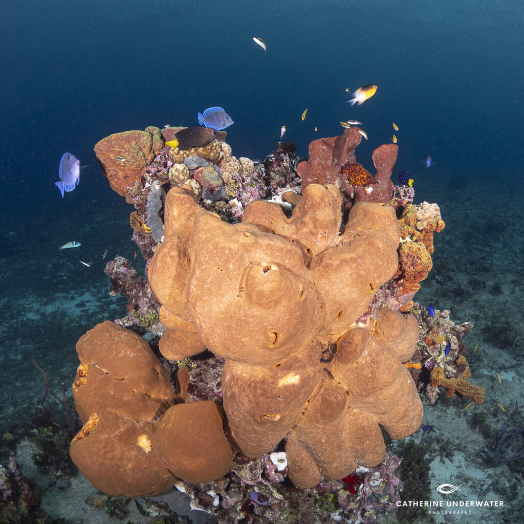 fish cleaning station underwater at Sand Dollar Sports