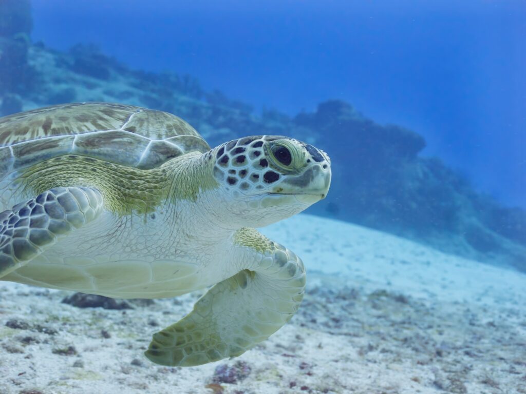 underwater photography