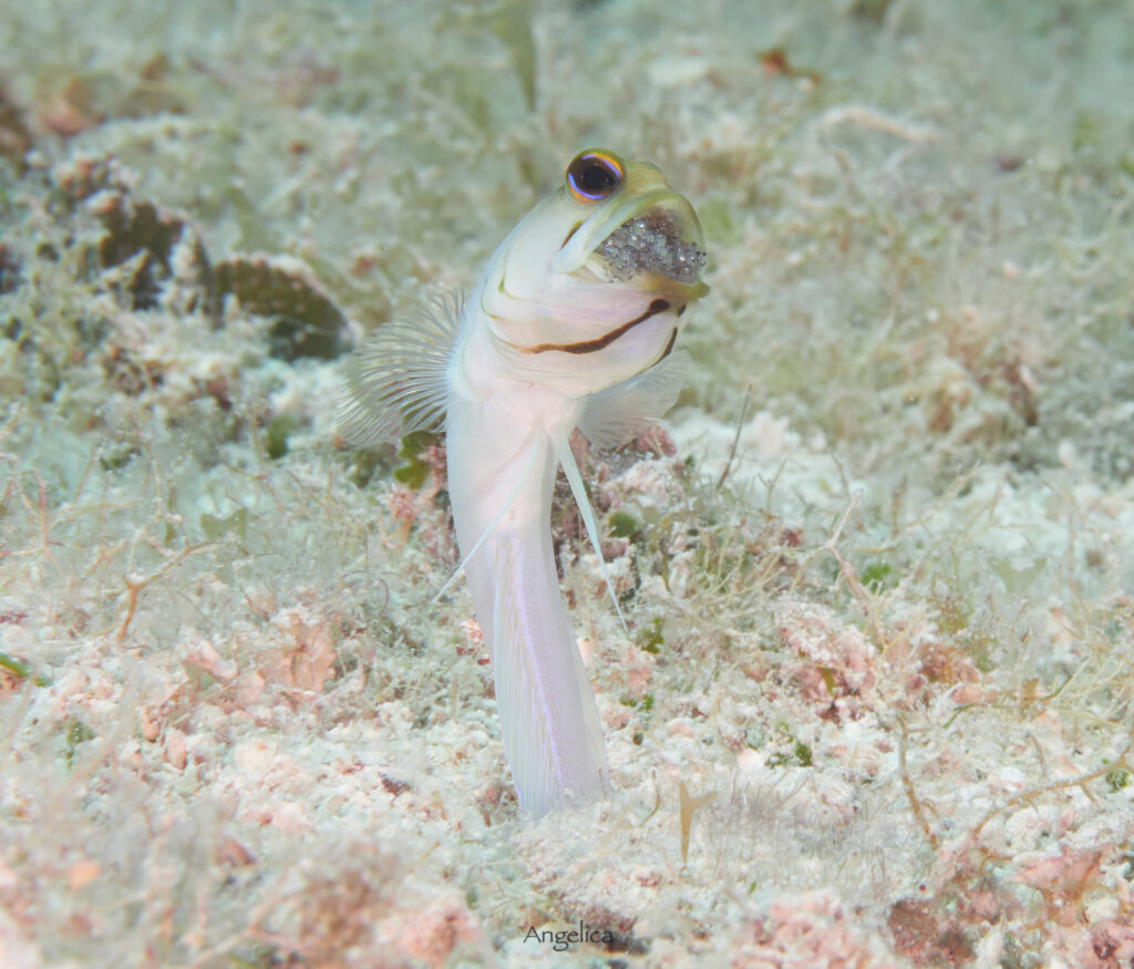 Jawfish brooding eggs