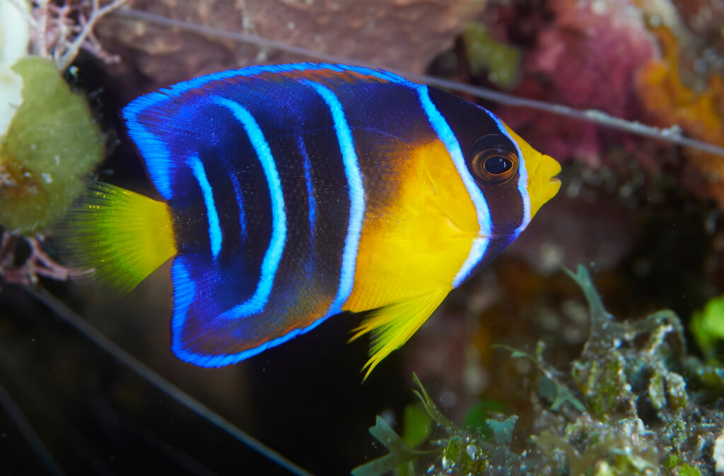 Juvenile Queen angelfish
