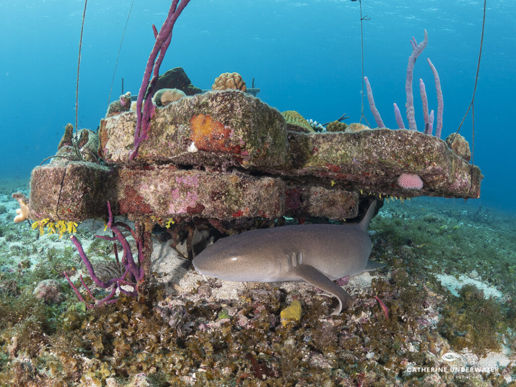 coral reef restoration

