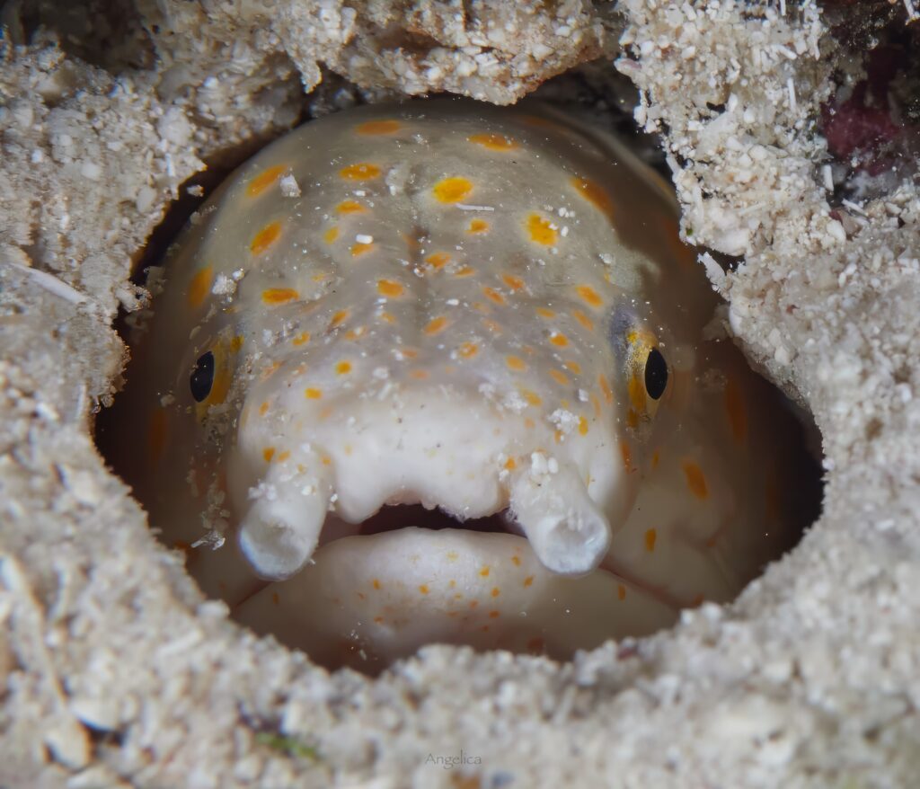 sharptail eel