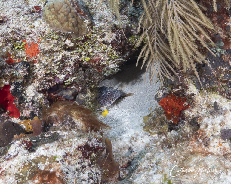 Splendid toadfish hiding under ledge