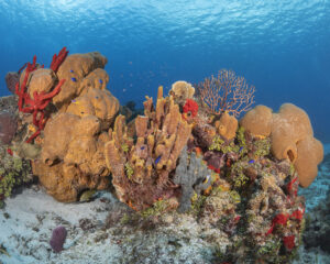 Underwater photography and videography