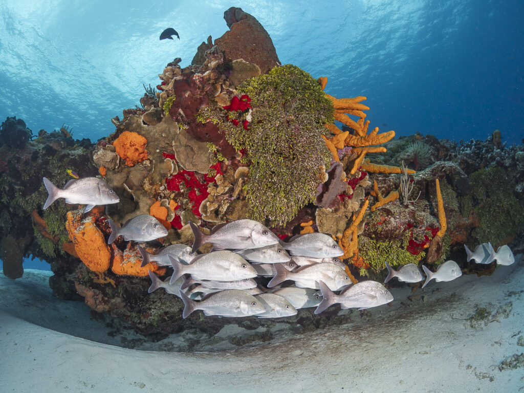 beautiful reef in Cozumel