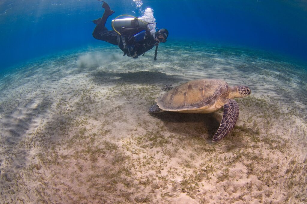 best scuba diving in Cozumel