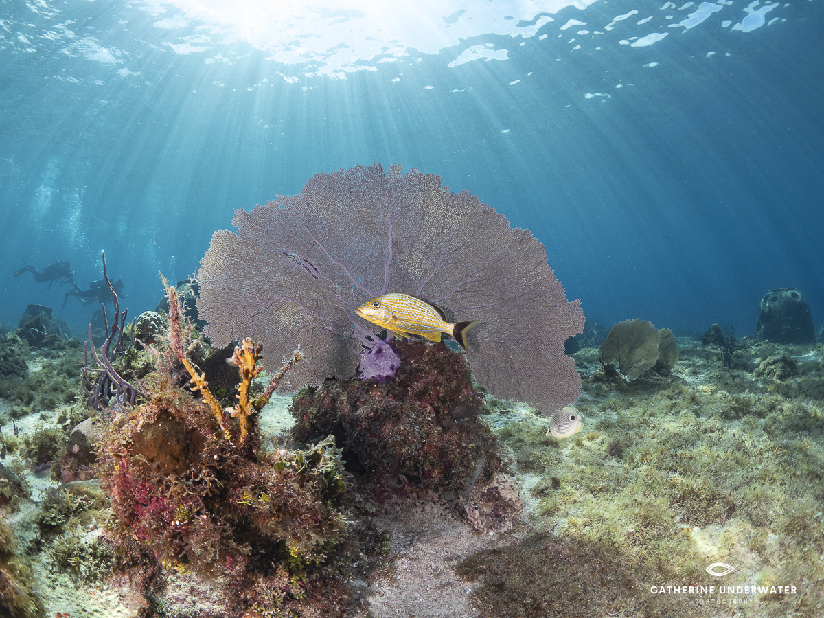 Villa Blanca Reef scene