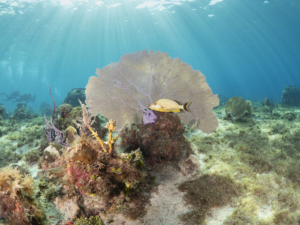 underwater photography
