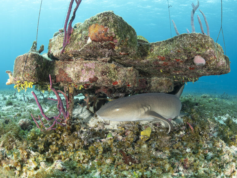 reef restoration program