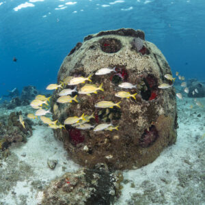 coral reef restoration tour