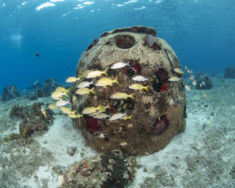 coral reef restoration tour