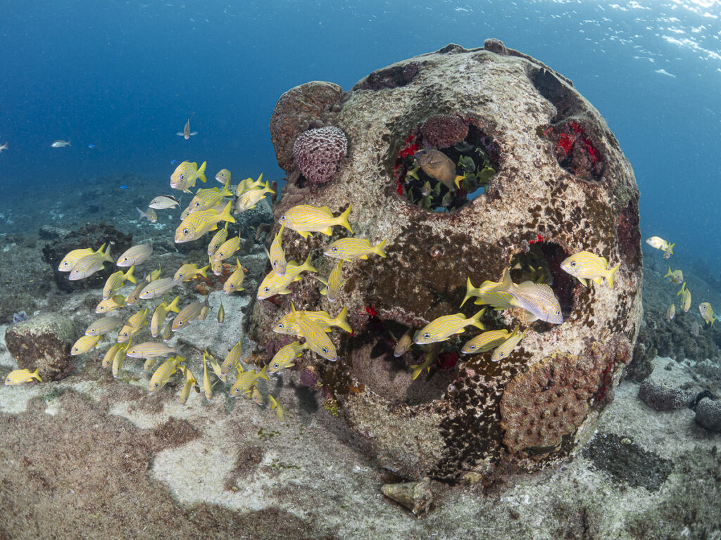 Reef Ball