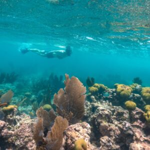 Snorkeling in Cozumel