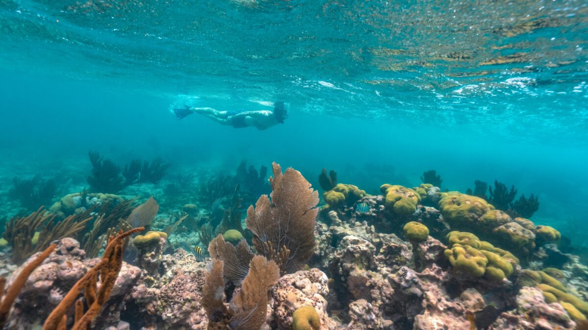 Snorkeling in Cozumel