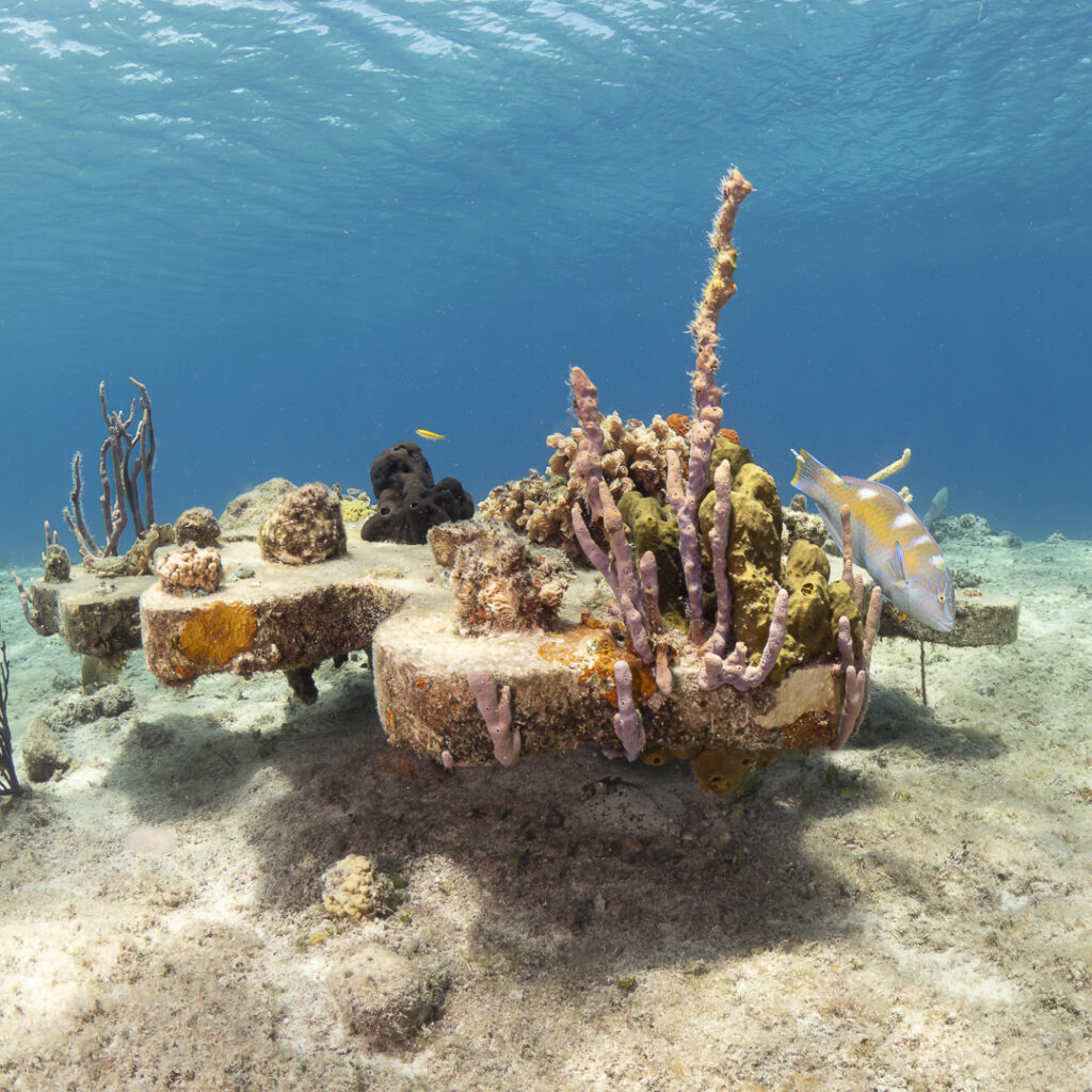 coral reef restoration project
