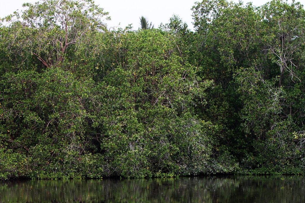 mangroves