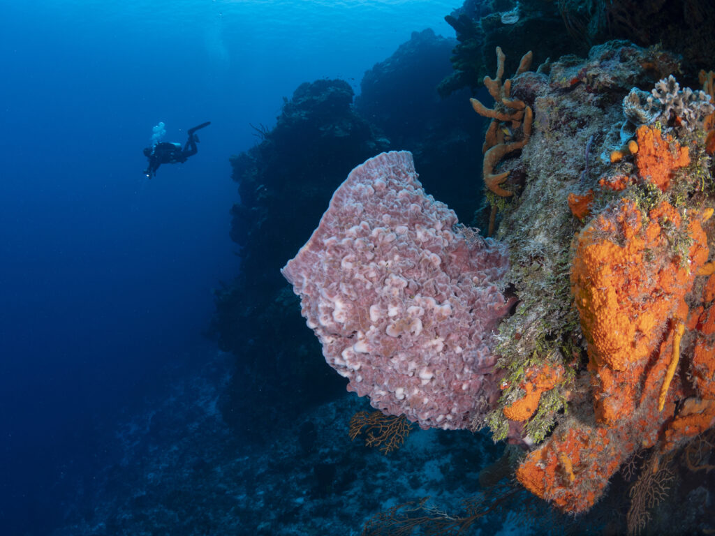 underwater photography