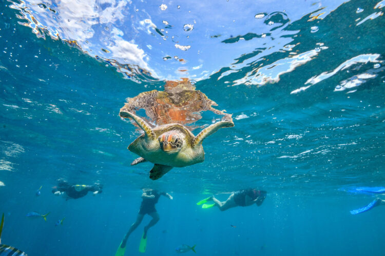 Cozumel Water Activities | Scuba Diving, Snorkeling, and more!