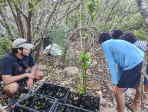 mangroves