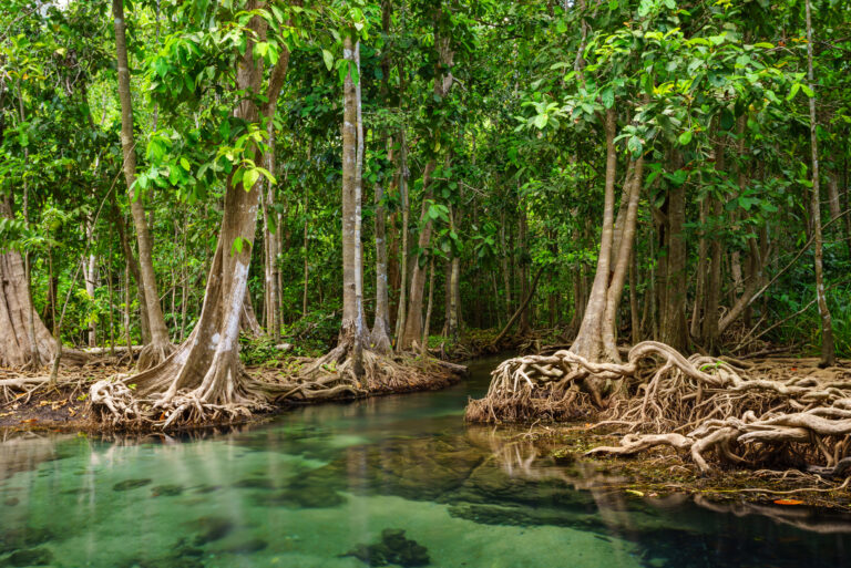 mangrove forest