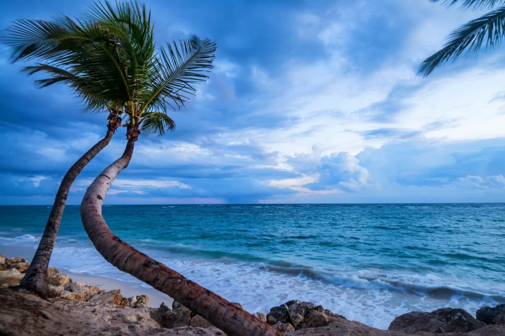 Tropical beach with palm trees and ocean