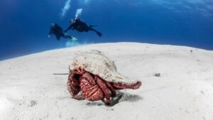 Giant Hermit crab, Cozumel, Quintana Roo, Mexico