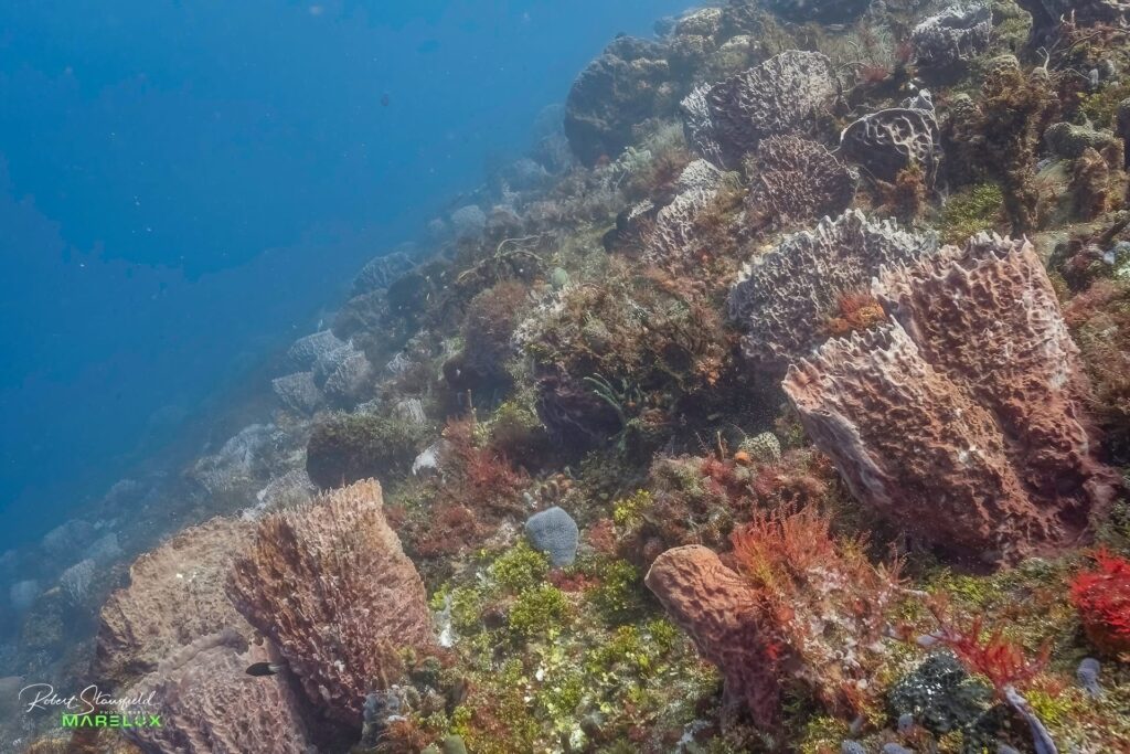 Villa Blanca reef