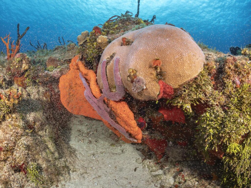Cozumel's Coral Reefs

