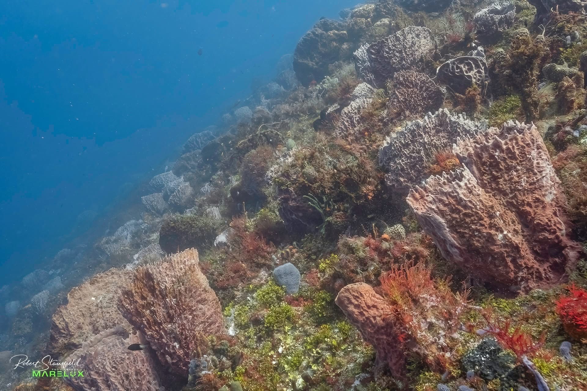 Villa Blanca Reef