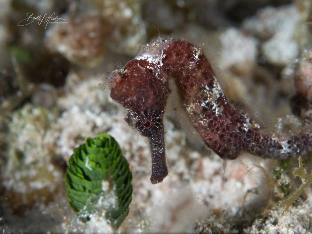 hippocampus reidi