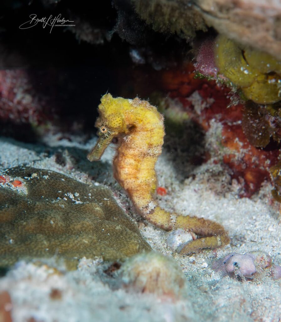 seahorses in cozumel