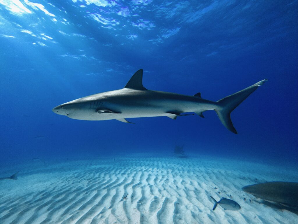 image of caribbean reef shark