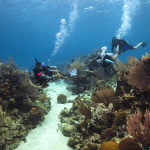 PADI Open Water Diver Referral in Cozumel