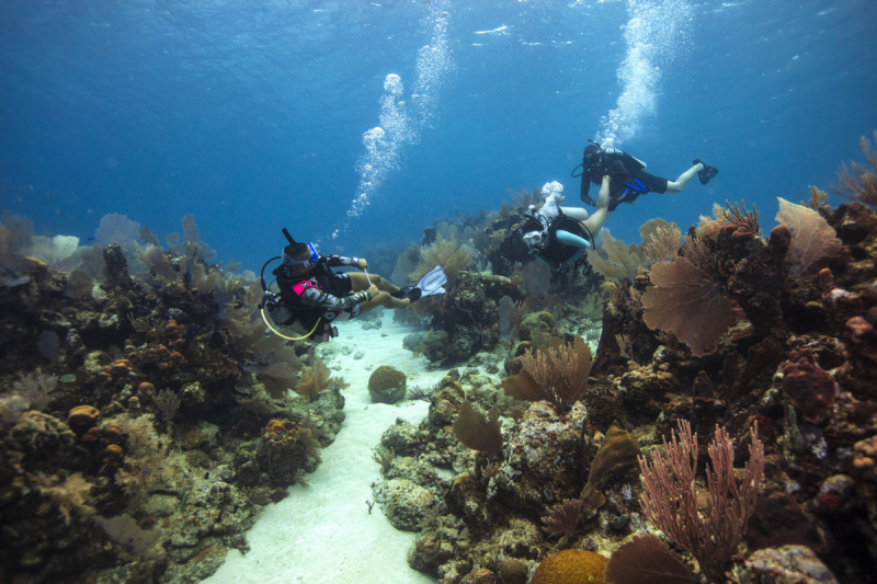 PADI Open Water Diver Referral in Cozumel